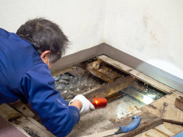 Best Residential Mold Remediation in Rockwall, TX