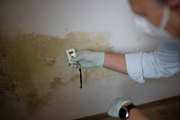  Rockwall, TX Mold Removal Pros