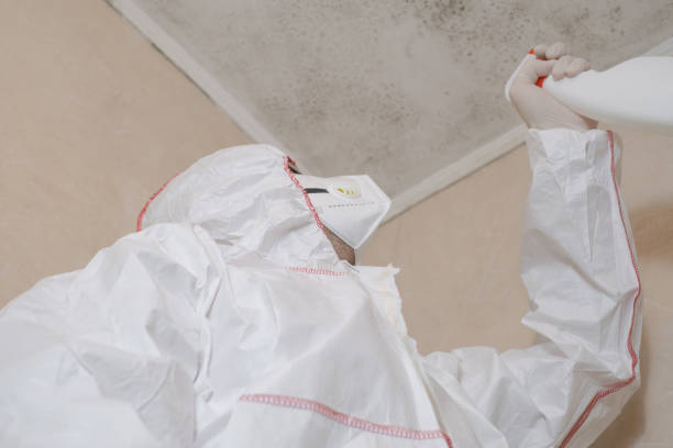 Best Basement Mold Remediation in Rockwall, TX