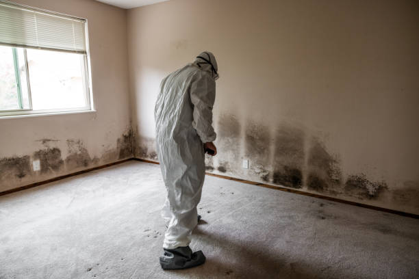 Best Commercial Mold Remediation in Rockwall, TX