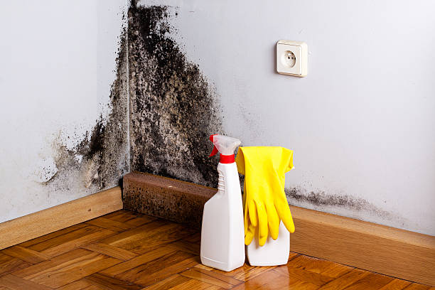 Best Bathroom Mold Remediation in Rockwall, TX