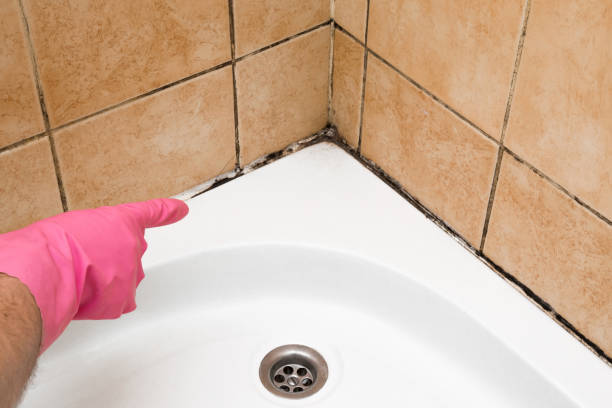 Best Post-Flood Mold Remediation in Rockwall, TX