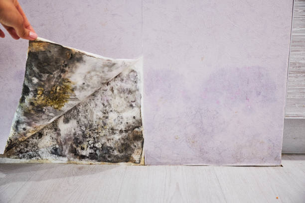 Best Preventive Mold Services in Rockwall, TX